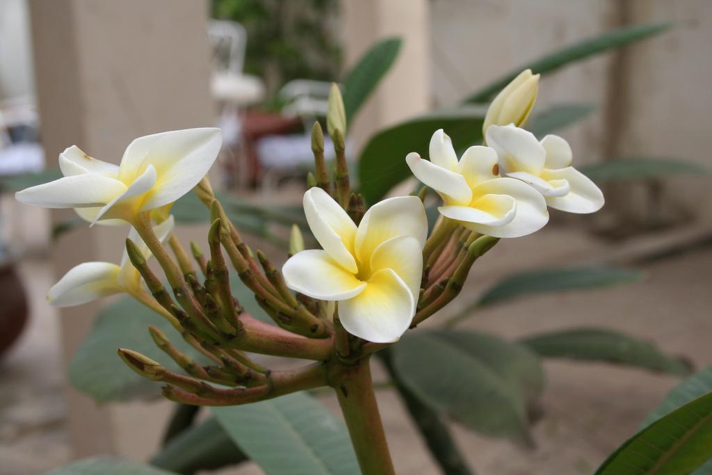 Auberge Keur Diame Dakar Zewnętrze zdjęcie