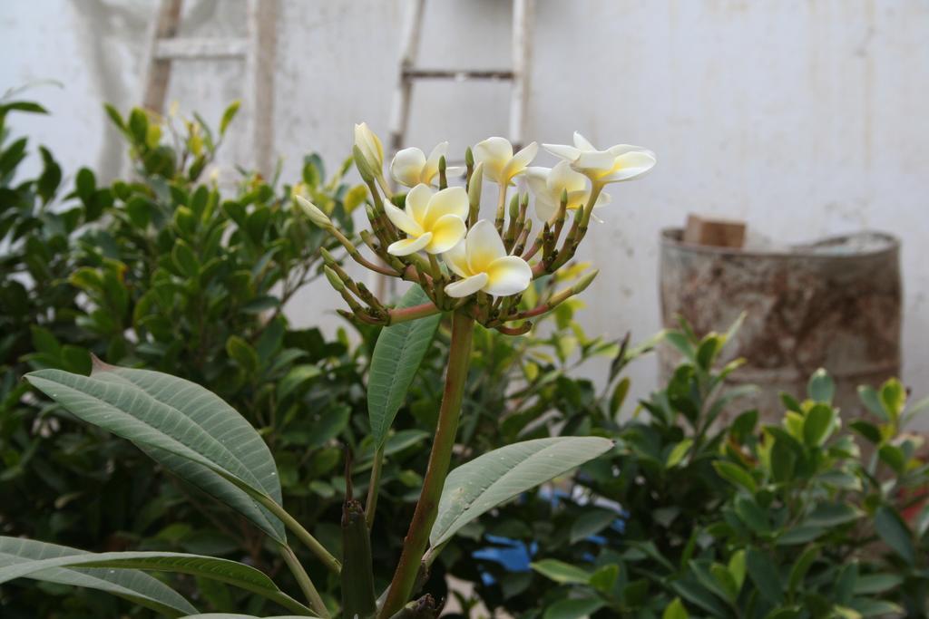 Auberge Keur Diame Dakar Zewnętrze zdjęcie