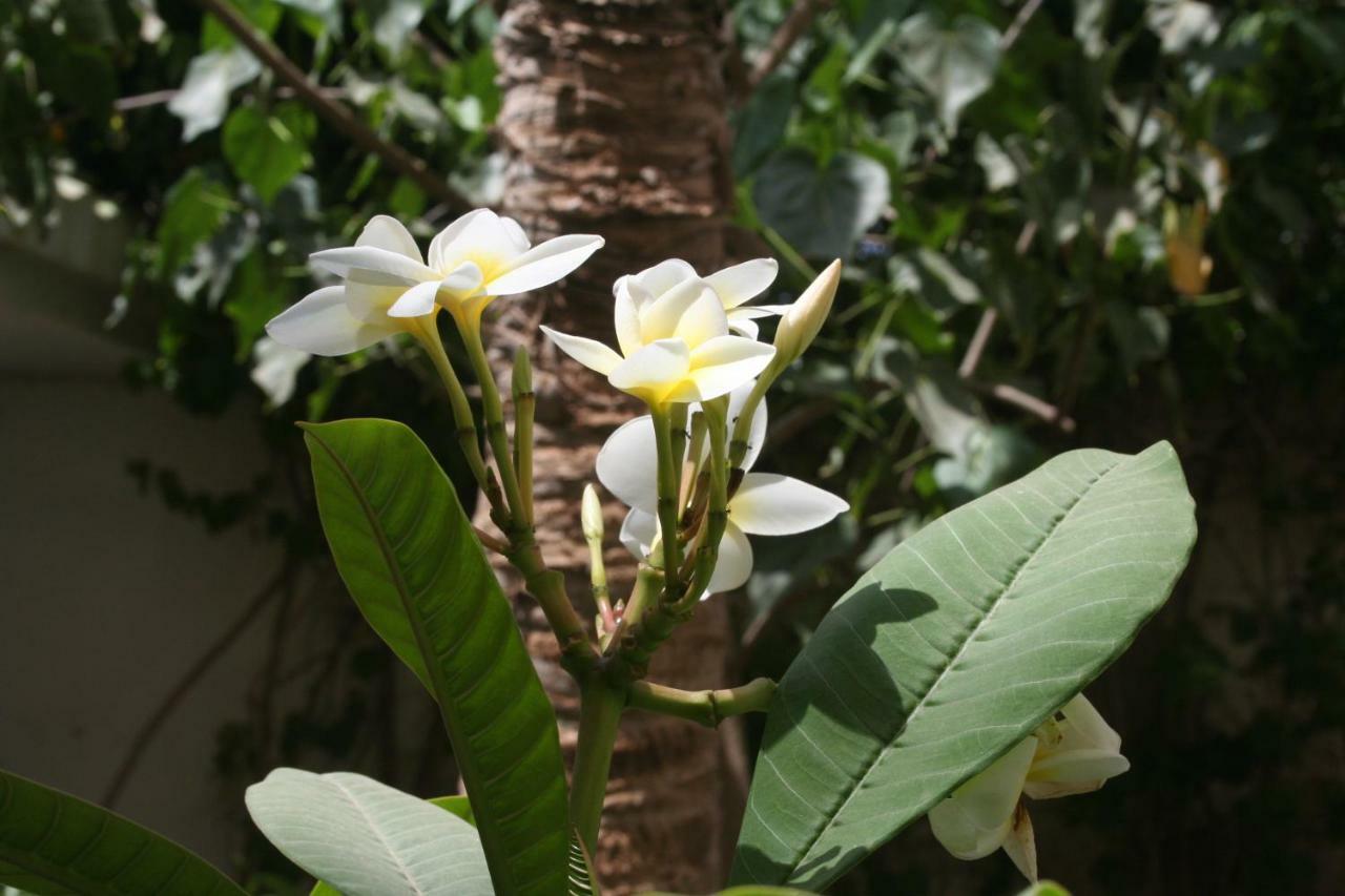 Auberge Keur Diame Dakar Zewnętrze zdjęcie